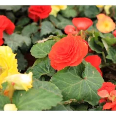 Gumós begónia mix Begonia Tuberosa Mix P10,5