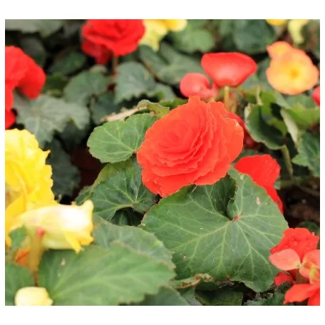Gumós begónia mix Begonia Tuberosa Mix P10,5