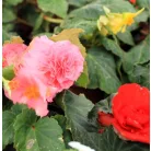 Gumós begónia mix Begonia Tuberosa Mix P10,5