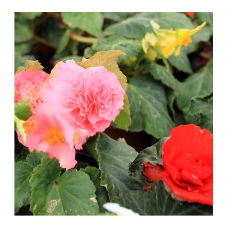Gumós begónia mix Begonia Tuberosa Mix P10,5