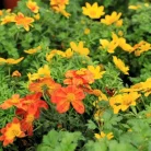 Balkon aranya Bidens in var. P10,5
