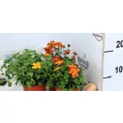 Balkon aranya Bidens in var. P10,5
