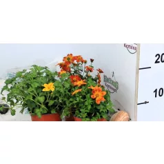 Balkon aranya Bidens in var. P10,5