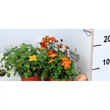 Balkon aranya Bidens in var. P10,5