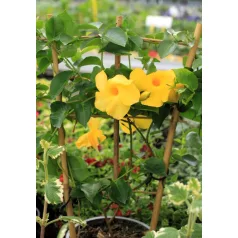   Tölcsérjázmin futtatórácson Dipladenia Opale Citrine on Rack P15