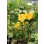 Tölcsérjázmin futtatórácson Dipladenia Opale Citrine on Rack P15