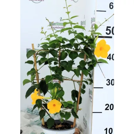 Tölcsérjázmin futtatórácson Dipladenia Opale Citrine on Rack P15