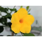 Tölcsérjázmin futtatórácson Dipladenia Opale Citrine on Rack P15