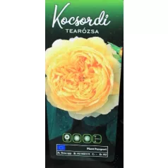 Kocsordi tearózsa bokor 3 lk