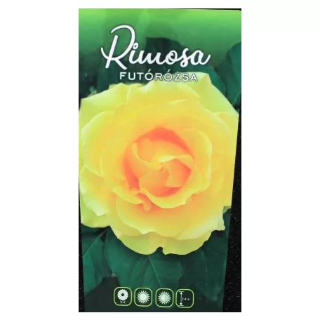 Rimosa futórózsa bokor 3 lk