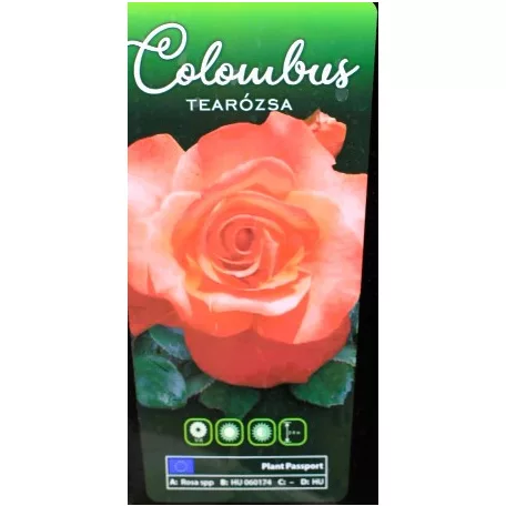 Colombus tearózsa bokor 3 lk