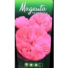 Magenta tearózsa bokor 3 lk