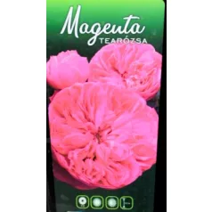 Magenta tearózsa bokor 3 lk