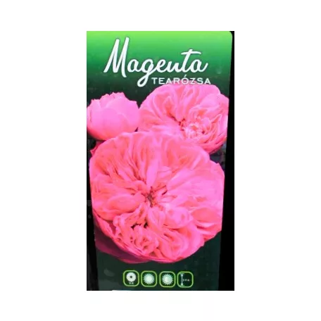Magenta tearózsa bokor 3 lk