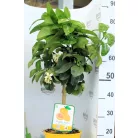Grapfruit Citrus paradisi Pompelmo 22 cm cserép