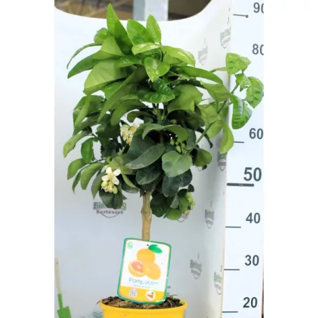 Grapfruit Citrus paradisi Pompelmo 22 cm cserép