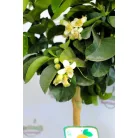 Grapfruit Citrus paradisi Pompelmo 22 cm cserép