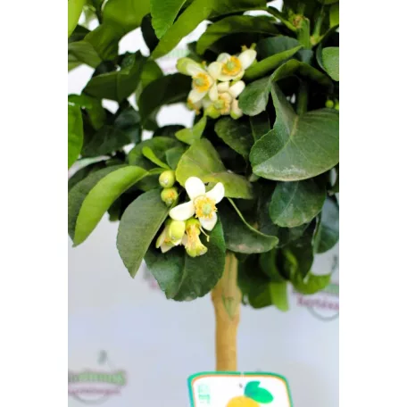 Grapfruit Citrus paradisi Pompelmo 22 cm cserép