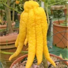 Buddha keze citrom Citrus medica Mano di Buddha 22 cm cserép