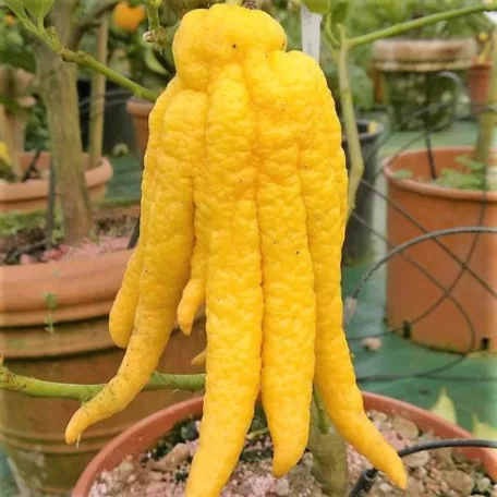 Buddha keze citrom Citrus medica Mano di Buddha 22 cm cserép
