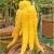 Buddha keze citrom Citrus medica Mano di Buddha 22 cm cserép