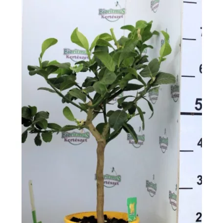 Buddha keze citrom Citrus medica Mano di Buddha 22 cm cserép