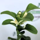 Buddha keze citrom Citrus medica Mano di Buddha 22 cm cserép