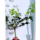 Szivárványos narancs Citrus Meyeri Arcobal 19 cm cserép