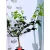 Szivárványos narancs Citrus Meyeri Arcobal 19 cm cserép