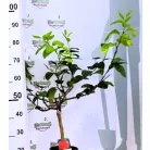 Szivárványos narancs Citrus Meyeri Arcobal 19 cm cserép