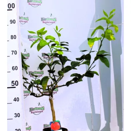 Szivárványos narancs Citrus Meyeri Arcobal 19 cm cserép