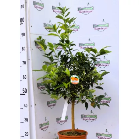 Tarkelevelű törpemandarin Citrus Kumquat variegata 22 cm cserép