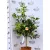 Tarkelevelű törpemandarin Citrus Kumquat variegata 22 cm cserép