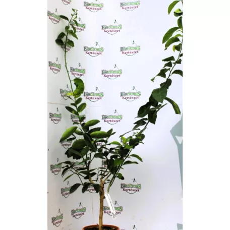 Óriás citrom Citrus Cedro 22 cm cserép