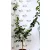 Óriás citrom Citrus Cedro 22 cm cserép