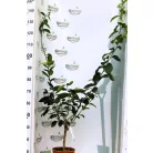 Óriás citrom Citrus Cedro 22 cm cserép