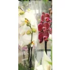 Lepkeorchidea Phalaenopsis Multifl.2 stem 12 cm cserép