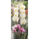 Lepkeorchidea Phalaenopsis Multifl.2 stem 12 cm cserép