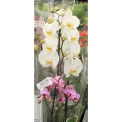 Lepkeorchidea Phalaenopsis Multifl.2 stem 12 cm cserép