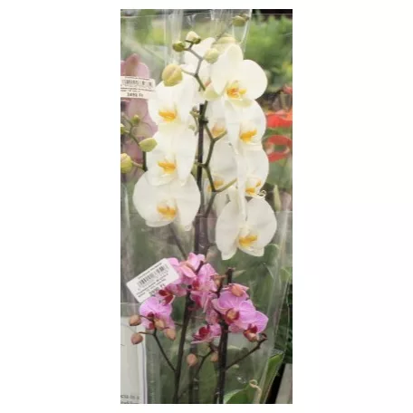 Lepkeorchidea Phalaenopsis Multifl.2 stem 12 cm cserép