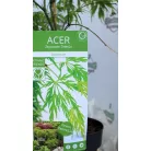 Japán juhar Acer palmatum Dissectum C3