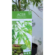 Japán juhar Acer palmatum Dissectum C3