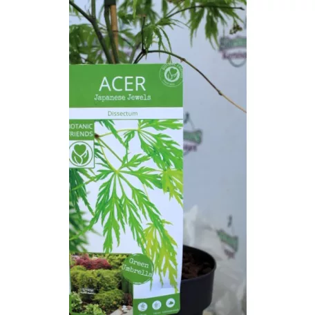 Japán juhar Acer palmatum Dissectum C3