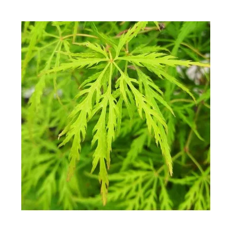 Japán juhar Acer palmatum Dissectum C3