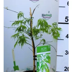 Japán juhar Acer palmatum Dissectum C3
