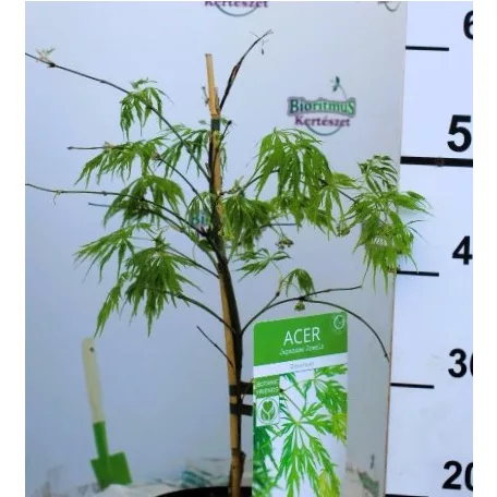 Japán juhar Acer palmatum Dissectum C3