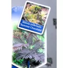 Bordó levelű selyemakác Albizia julibrissin Summer Chocolate P19