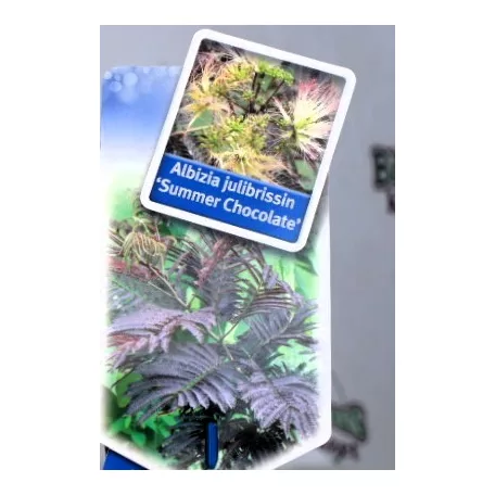 Bordó levelű selyemakác Albizia julibrissin Summer Chocolate P19
