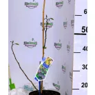 Bordó levelű selyemakác Albizia julibrissin Summer Chocolate P19