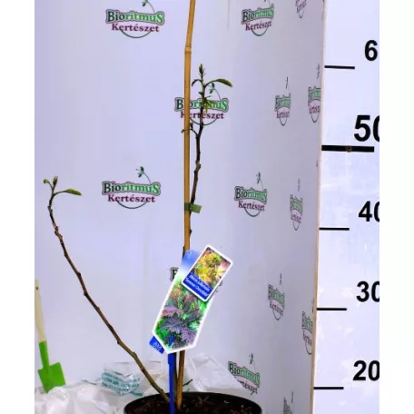 Bordó levelű selyemakác Albizia julibrissin Summer Chocolate P19